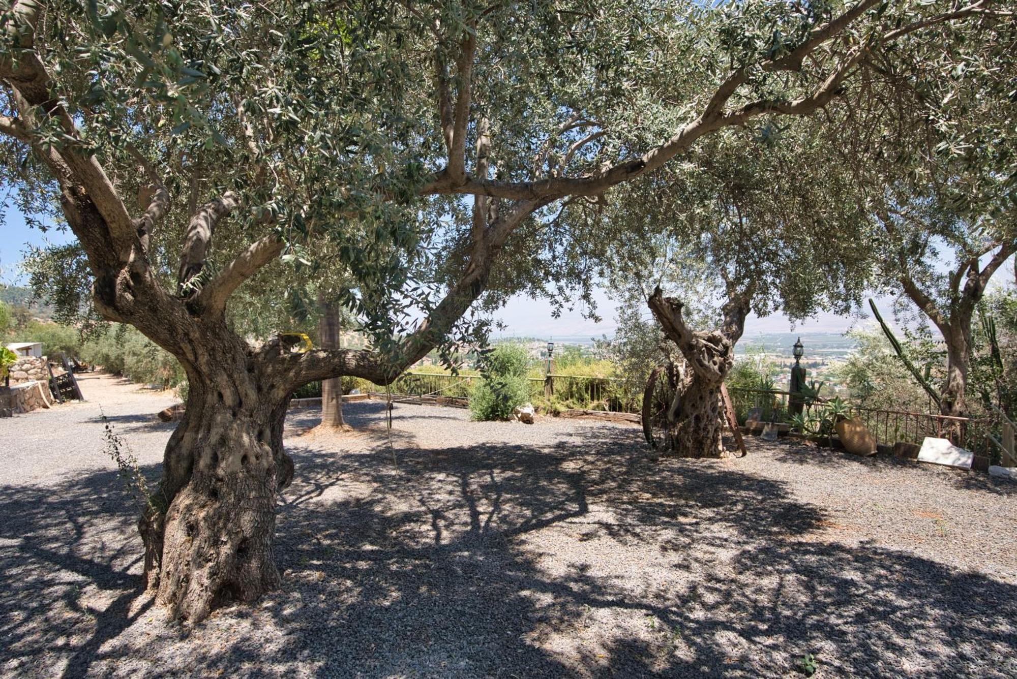 Hameiri Estate Rosh Pinna Dış mekan fotoğraf